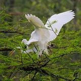 Breeding Egrets 46105